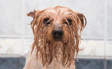 22 imagens de cachorros molhados que vão fazer seu dia mais feliz