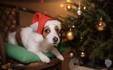 Shopping Villa Lobos recebe pets para tirar fotos natalinas com Papai Noel 