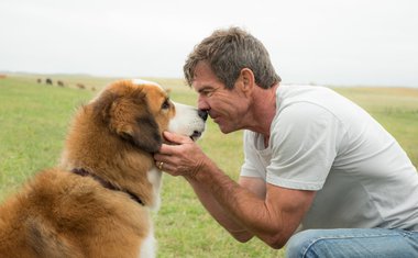 Quatro Vidas de Um Cachorro