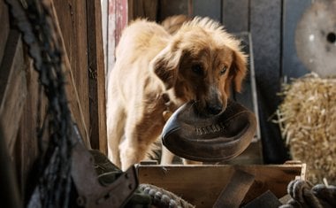 “Quatro Vidas de Um Cachorro” estreia envolto em polêmicas