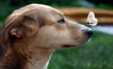 Animais resgatados podem ser adotados em feira gratuita  no Shopping Vila Olímpia