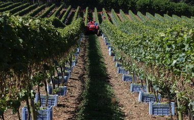 Última chance: São Roque realiza programação especial para o Dia Nacional do Vinho 2017