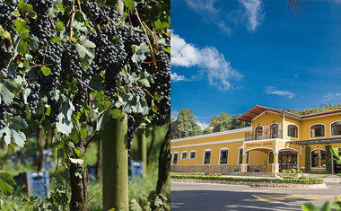 Vinícola em São Roque promove colheita de uva noturna com jantar especial 