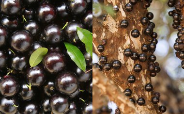 Pra comer à vontade: fazenda oferece open de jabuticaba por R$ 30