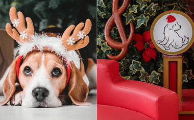 Natal Pet: Shopping de SP faz trono especial para que os cães tirem foto com o Papai Noel