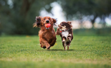 Maior Pet Park do Brasil chega a São Paulo em 19 de maio; saiba mais