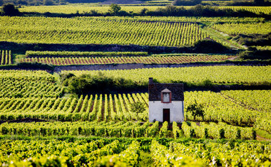 10 destinos que todo apaixonado por vinho tem que conhecer