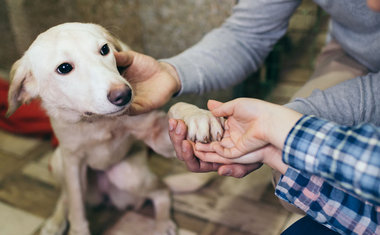 Amor não tem raça: 8 feiras de adoção de cães e gatos em São Paulo