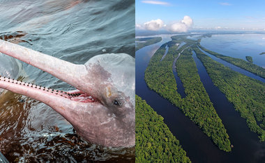 Conheça o incrível Parque Nacional Anavilhanas, no Amazonas