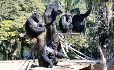 Zoológico de São Paulo tem promoção de meia-entrada durante a semana no mês de agosto