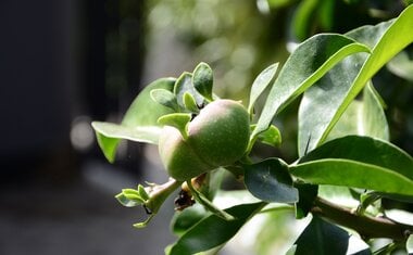 Ora-pro-nóbis: como plantar e cuidar da planta em casa?