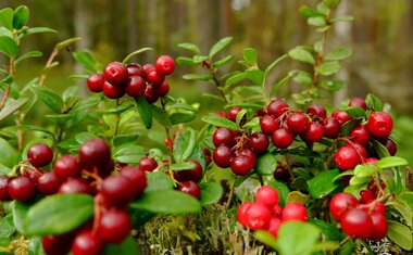 Cranberry: conheça os benefícios que o fruto pode trazer para a sua saúde