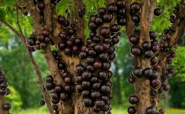 Comer jabuticaba ajuda a regular a pressão? Veja benefícios