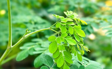 Chá de moringa: para que serve a bebida que está fazendo sucesso no TikTok?