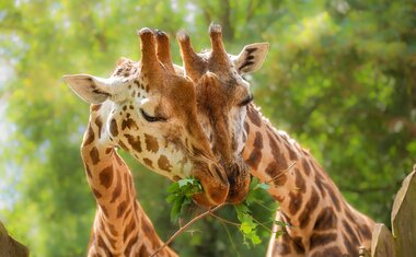 30 minutos de SP! Conheça zoológico gratuito com atrações para todas as idades