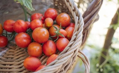 Tire os tomates da geladeira! Descubra qual o melhor lugar para guardá-los