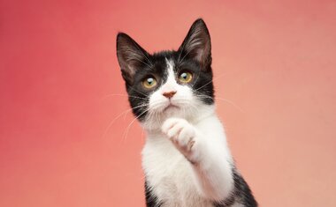 10 coisas que todo dono de gato deve saber