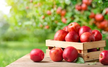 Quais são os benefícios de comer maçãs todos os dias?