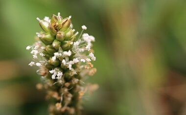 Essa planta é um inibidor de apetite natural e pode te ajudar a emagrecer