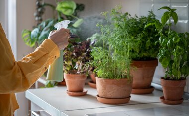 Nem borra de café, nem casca de ovo: este é o melhor ingrediente para salvar suas plantas