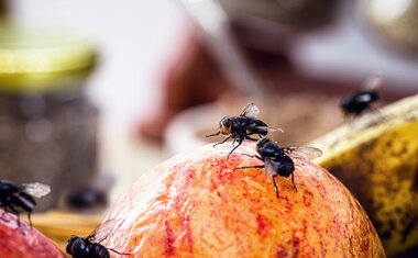 Adeus moscas na cozinha: conheça este truque milagroso que resolve o problema 