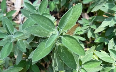 Dica de ouro: esta planta controla o açúcar no sangue, melhora a memória e a concentração