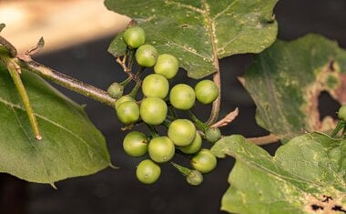 Esta planta brasileira é um verdadeiro tesouro para a sua saúde; veja qual