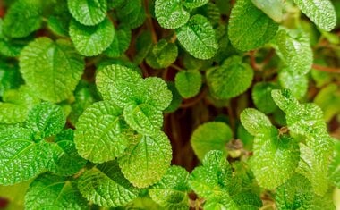 Essa planta comum nas hortas caseiras é um verdadeiro tesouro para a sua saúde