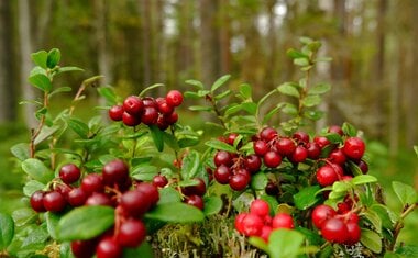 Esta fruta pode ser a solução natural contra infecções urinárias; veja qual