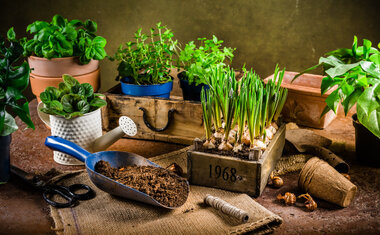 5 temperos fáceis de cultivar em casa para enriquecer sua cozinha com sabor e saúde