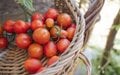 Tire os tomates da geladeira! Descubra qual o melhor lugar para guardá-los