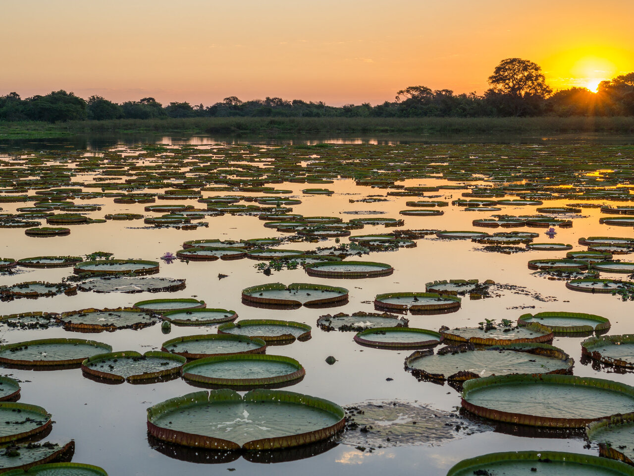 CONHEÇA ROTAS PARA ANDAR A CAVALO NO PANTANAL E OUTRAS REGIÕES - Lugares ECO