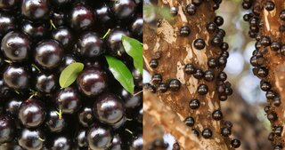 Restaurantes: Pra comer à vontade: fazenda oferece open de jabuticaba por R$ 30