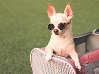 Pet: Chihuahua Brunch no Sky Hall Garden