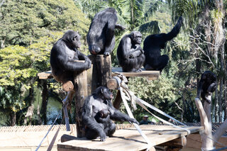 Na Cidade: Zoológico de São Paulo tem promoção de meia-entrada durante a semana no mês de agosto