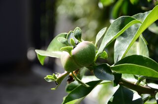 Comportamento: Ora-pro-nóbis: como plantar e cuidar da planta em casa?