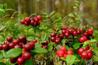 Saúde e Bem-Estar: Cranberry: conheça os benefícios que o fruto pode trazer para a sua saúde