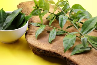 Saúde e Bem-Estar: Conheça planta rica em proteínas e com poder terapêutico, sucesso na culinária brasileira