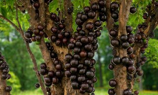 Saúde e Bem-Estar: Comer jabuticaba ajuda a regular a pressão? Veja benefícios