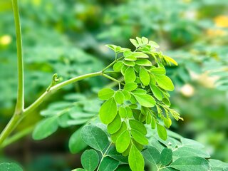 Saúde e Bem-Estar: Chá de moringa: para que serve a bebida que está fazendo sucesso no TikTok?