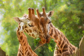 Na Cidade: 30 minutos de SP! Conheça zoológico gratuito com atrações para todas as idades