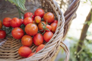 Gastronomia: Tire os tomates da geladeira! Descubra qual o melhor lugar para guardá-los