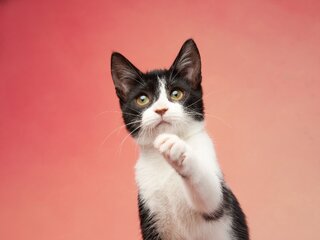 Pet: 10 coisas que todo dono de gato deve saber