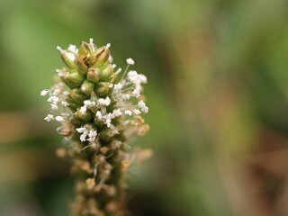 Saúde e Bem-Estar: Essa planta é um inibidor de apetite natural e pode te ajudar a emagrecer