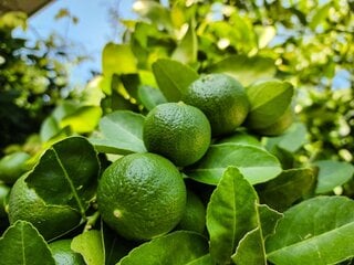 Saúde e Bem-Estar: O poder do limão: confira 5 benefícios da fruta para a saúde