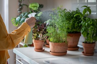 Estilo de vida: Nem borra de café, nem casca de ovo: este é o melhor ingrediente para salvar suas plantas