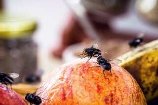 Estilo de vida: Adeus moscas na cozinha: conheça este truque milagroso que resolve o problema 