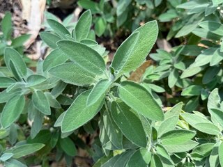 Saúde e Bem-Estar: Dica de ouro: esta planta controla o açúcar no sangue, melhora a memória e a concentração