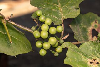 Saúde e Bem-Estar: Esta planta brasileira é um verdadeiro tesouro para a sua saúde; veja qual