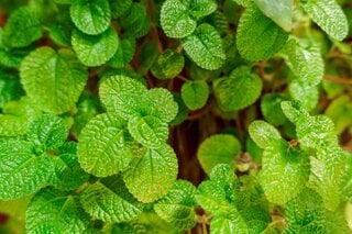 Saúde e Bem-Estar: Essa planta comum nas hortas caseiras é um verdadeiro tesouro para a sua saúde